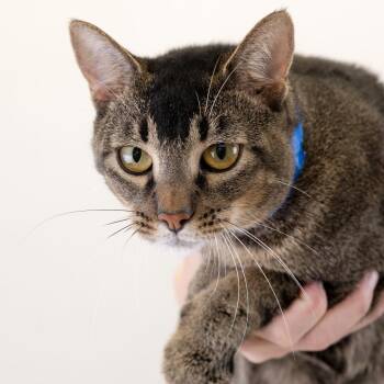 Will Ferrell -  Domestic Short Hair Cat for Adoption in Buffalo, Minnesota - Will Ferrell | PetCurious