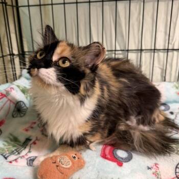 Kit Kat -  Domestic Long Hair Cat for Adoption in Washington, District Of Columbia - Kit Kat | PetCurious