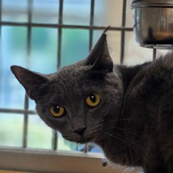 Jade Plant -  Domestic Short Hair Cat for Adoption in Chatham, Virginia - Jade Plant | PetCurious