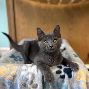 Alvarez--In Foster -  Domestic Short Hair Cat Available for Adoption in Fargo, North Dakota - Alvarez--In Foster | PetCurious