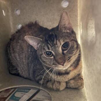 Domestic Short Hair Cats Available for Adoption - Koala | PetCurious