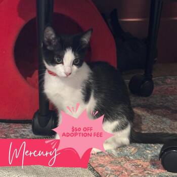 Sailor Mercury -  Domestic Short Hair Cat for Adoption in Chattanooga, Tennessee - Sailor Mercury | PetCurious