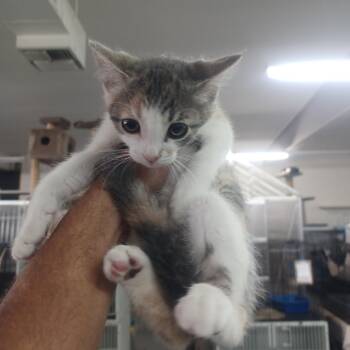 Rescue Domestic Short Hair Cats for Adoption in Hemet, California - Sheila | PetCurious
