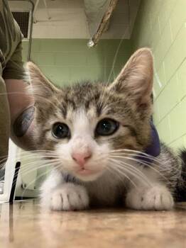 Rescue Domestic Short Hair Cats for Adoption in Indianapolis, Indiana - BIG BABY | PetCurious