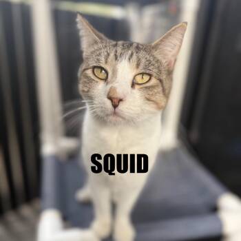 Domestic Short Hair Cats Available for Adoption - Squid | PetCurious