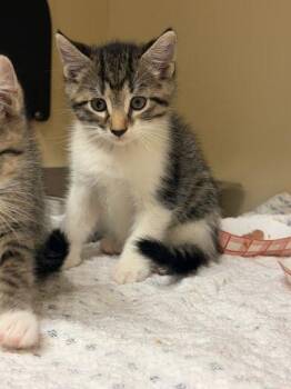 Vanderbilt (green polish) -  Domestic Short Hair Cat for Adoption in Chamblee, Georgia - Vanderbilt (green Polish) | PetCurious