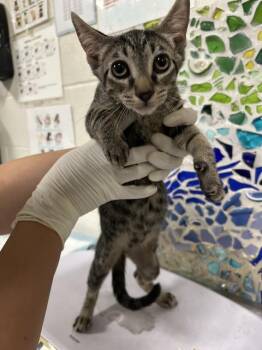 OSWALD -  Domestic Short Hair Cat for Adoption in Pensacola, Florida - OSWALD | PetCurious