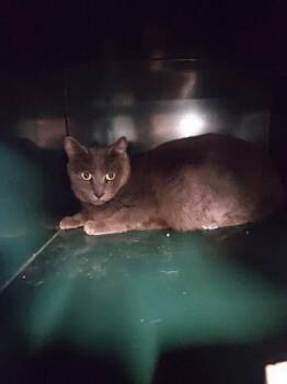 Domestic Short Hair Cats Available for Adoption - Sweetie | PetCurious