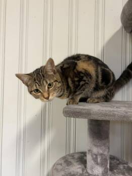 Layla -  Domestic Short Hair Cat for Adoption in Cleveland, Ohio - Layla | PetCurious