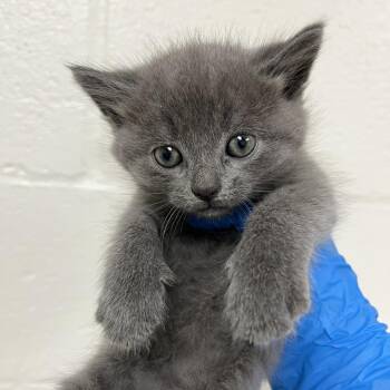 SVAS-Stray-39557 -  Domestic Short Hair Cat for Adoption in Lyndhurst, Virginia - SVAS-Stray-39557 | PetCurious