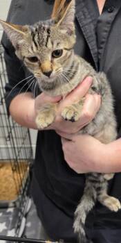 Poison Ivy -  Domestic Short Hair Cat for Adoption in Chattanooga, Tennessee - Poison Ivy | PetCurious