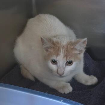 Akkala -  Domestic Short Hair Cat for Adoption in Bristol, Indiana - Akkala | PetCurious