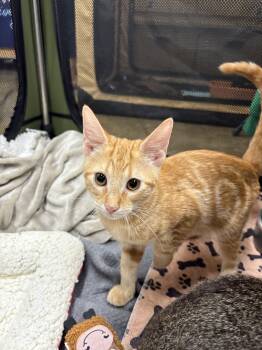 Rescue Domestic Short Hair Cats for Adoption in Aiea, Hawaii - Jelly Roll | PetCurious