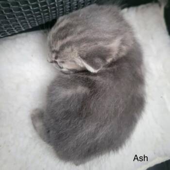 Ashley -  Domestic Short Hair Cat Available for Adoption in Danbury, Connecticut - Ashley | PetCurious