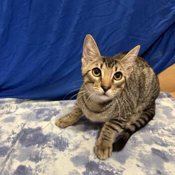 Lionel -  Tabby Cat for Adoption - Lionel | PetCurious