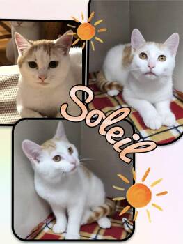Soleil -  Domestic Short Hair Cat Available for Adoption in Beloeil, Quebec - Soleil | PetCurious