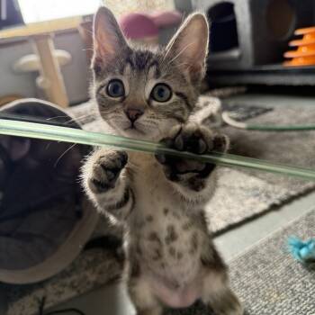 Domestic Short Hair Cats Available for Adoption in Jefferson, Louisiana - Penelope | PetCurious