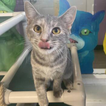 Gumdrop -  Domestic Short Hair Cat for Adoption in Fletcher, North Carolina - Gumdrop | PetCurious