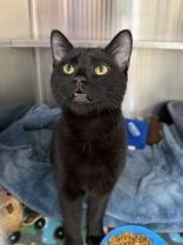 Domestic Short Hair Cats Available for Adoption - Merlin | PetCurious