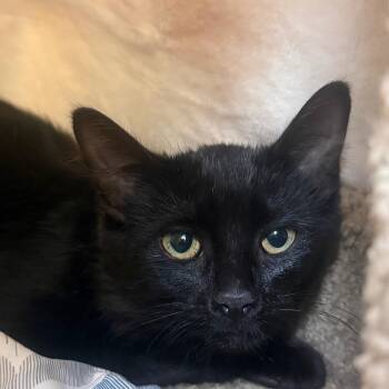 Ceramic -  Domestic Short Hair Cat for Adoption in Flagstaff, Arizona - Ceramic | PetCurious