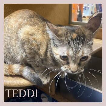 TEDDI -  Tabby and Calico Cat for Adoption in Lawton, Oklahoma - TEDDI | PetCurious