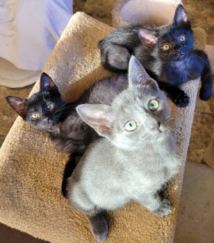 Rescue Domestic Short Hair and Russian Blue Cats for Adoption in San Luis Obispo, California - Angus, Jimmy, Spot, & Violet - Super Sweet Kittens | PetCurious