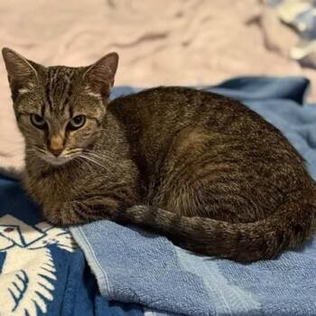 Blossom (ID 52333/2400) -  Domestic Short Hair Cat for Adoption in Manassas, Virginia - Blossom (ID 52333/2400) | PetCurious