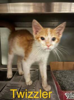 Twizzler -  Domestic Short Hair Cat for Adoption in Princeton, Indiana - Twizzler | PetCurious