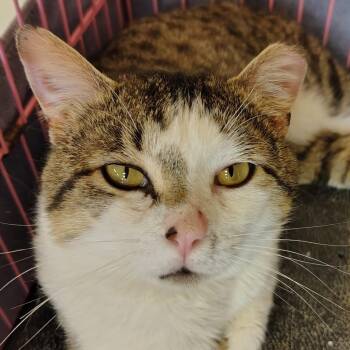 Tabby and Domestic Short Hair Cats Available for Adoption in Montour Falls, New York - Rocky | PetCurious