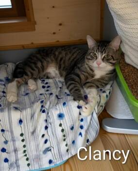 Clancy -  Domestic Short Hair Cat for Adoption in Jim Thorpe, Pennsylvania - Clancy | PetCurious