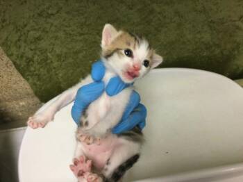 A1920162 -  Domestic Short Hair Cat for Adoption in Riverside, California - A1920162 | PetCurious