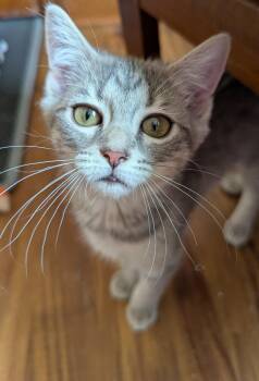 Rescue Tabby and American Shorthair Cats for Adoption in Cincinnati, Ohio - Kennedi | PetCurious