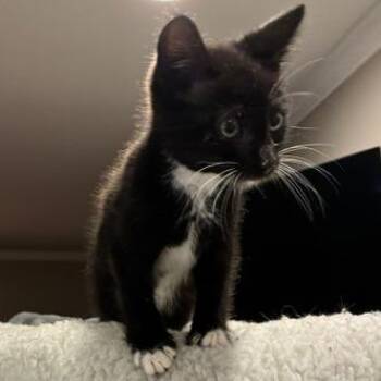 Domestic Medium Hair Cats Available for Adoption in Cumming, Georgia - Slinky | PetCurious