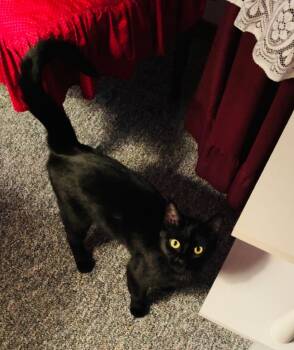 Novuh -  Domestic Short Hair Cat for Adoption in Taycheedah, Wisconsin - Novuh | PetCurious