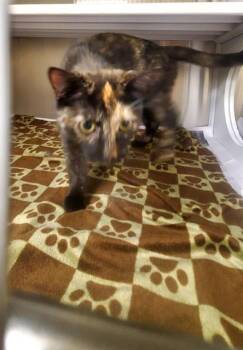 Domestic Short Hair Cats Available for Adoption in St. Louis, Missouri - MIDNIGHT | PetCurious