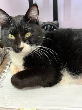 Domestic Medium Hair Cats Available for Adoption - Rocket | PetCurious