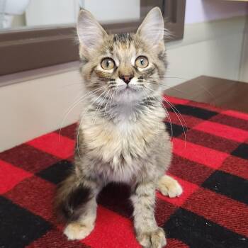 Seadragon -  Torbie Cat for Adoption in Marshfield, Wisconsin - Seadragon | PetCurious