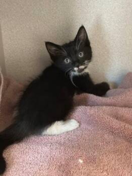 -Fifi -  Tuxedo and Domestic Short Hair Cat for Adoption in Red Bluff, California - -Fifi | PetCurious