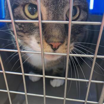 Sylvestor -  Domestic Short Hair Cat for Adoption in Philadelphia, Pennsylvania - Sylvestor | PetCurious