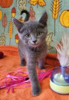 Pinkie Pie -  Domestic Short Hair Cat for Adoption in Bucyrus, Ohio - Pinkie Pie | PetCurious