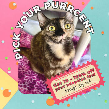 Rescue Domestic Short Hair Cats for Adoption in Arden, North Carolina - Marlow | PetCurious