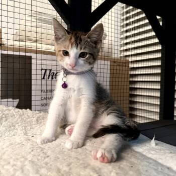 Domestic Short Hair Cats Available for Adoption - Mona | PetCurious