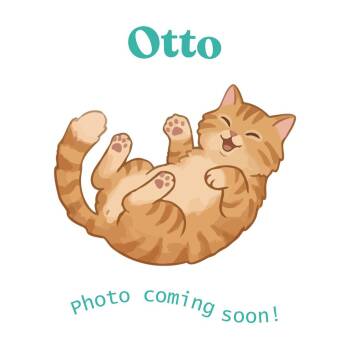 Otto -  American Shorthair Cat Available for Adoption in Houston, Texas - Otto | PetCurious