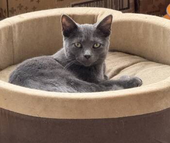 Domestic Short Hair Cats Available for Adoption - Daphne Blake | PetCurious