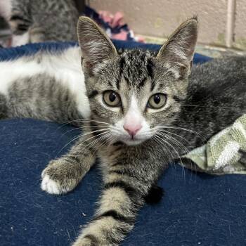 Farrah -  Domestic Short Hair Cat for Adoption in Owosso, Michigan - Farrah | PetCurious