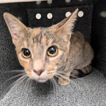 Curious Georgia -  Domestic Short Hair Cat for Adoption in Greenville, South Carolina - Curious Georgia | PetCurious