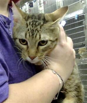 Domestic Short Hair Cats Available for Adoption - ACORN | PetCurious