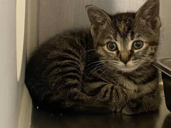Domestic Short Hair Cats Available for Adoption in Tustin, California - CALI | PetCurious
