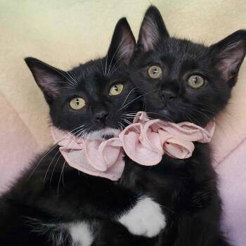 Sneakers &Maddy -  Domestic Short Hair Cat for Adoption in Marseilles, Illinois - Sneakers &Maddy | PetCurious