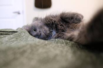 Domestic Medium Hair Cats Available for Adoption - Espurr | PetCurious